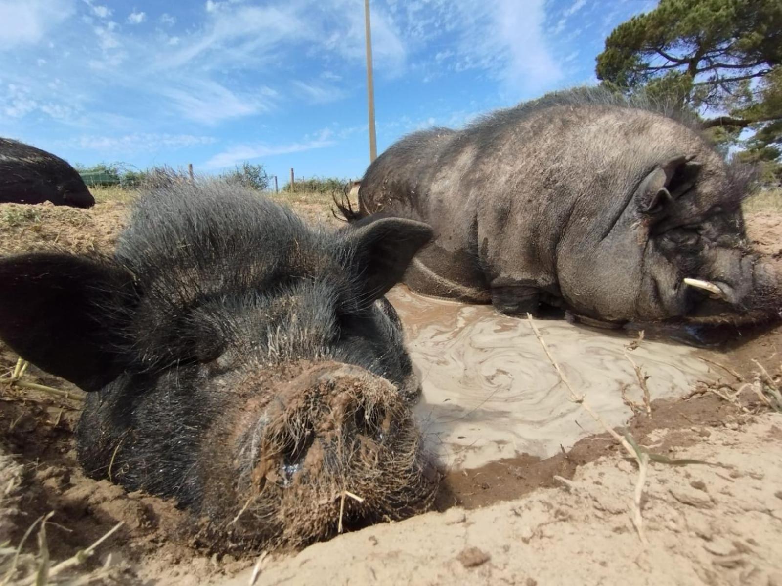 São Teotónio Cosy Nest In Animal Rescue Monte Dos Vagabundos酒店 外观 照片