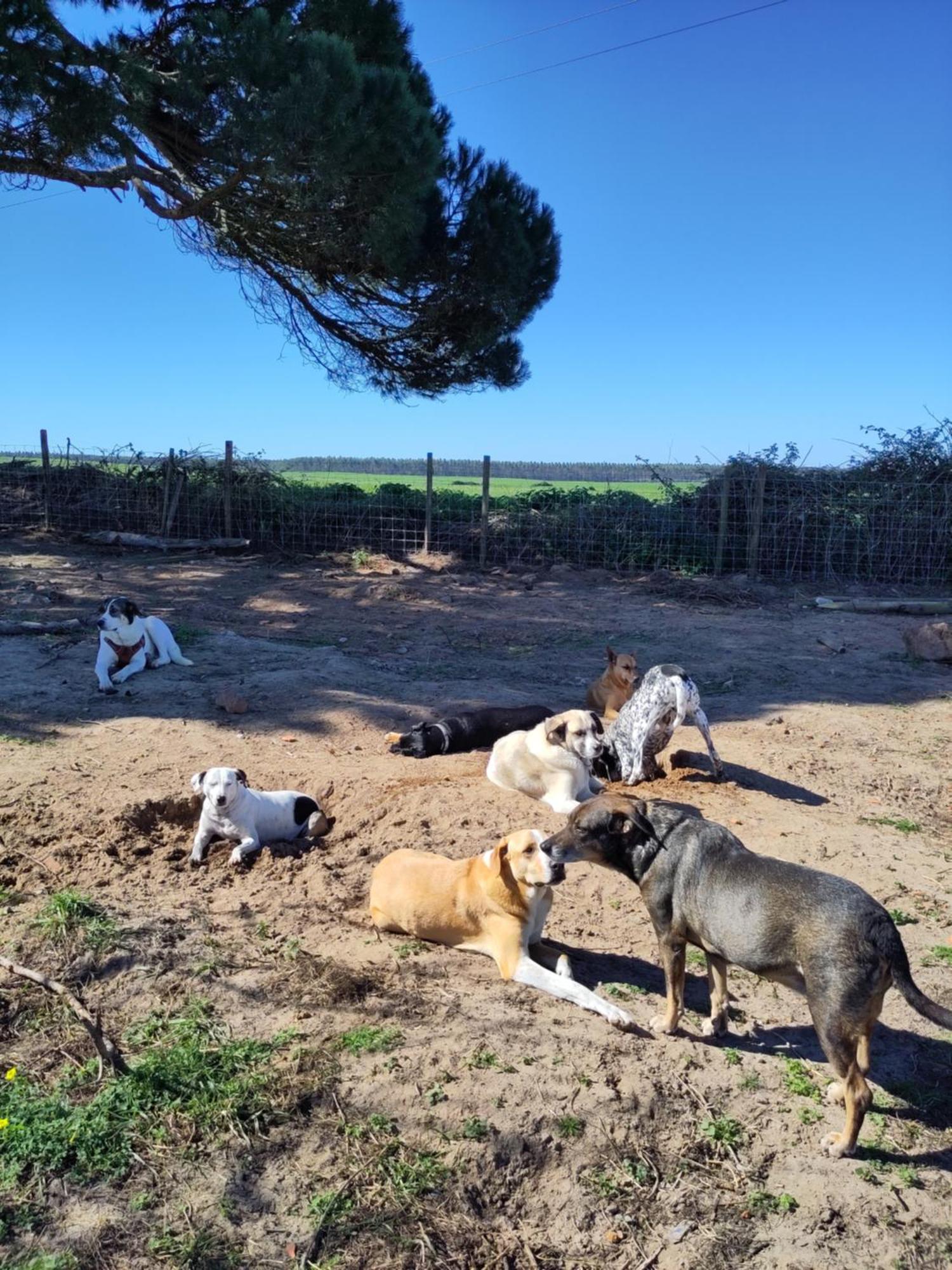 São Teotónio Cosy Nest In Animal Rescue Monte Dos Vagabundos酒店 外观 照片