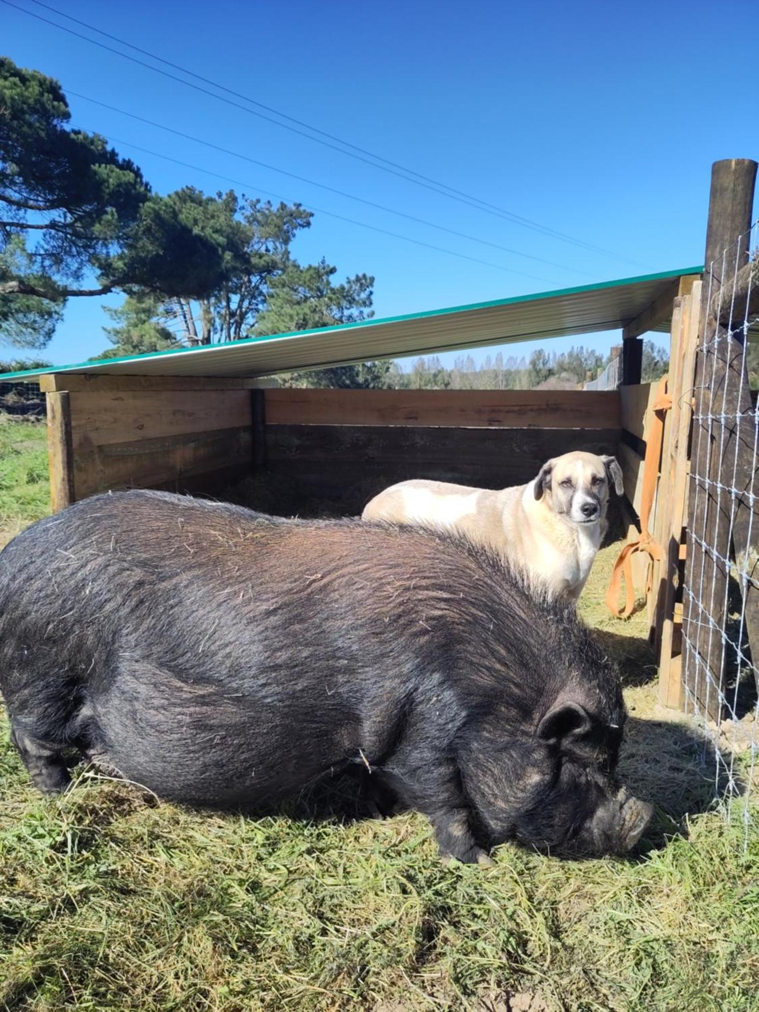 São Teotónio Cosy Nest In Animal Rescue Monte Dos Vagabundos酒店 外观 照片