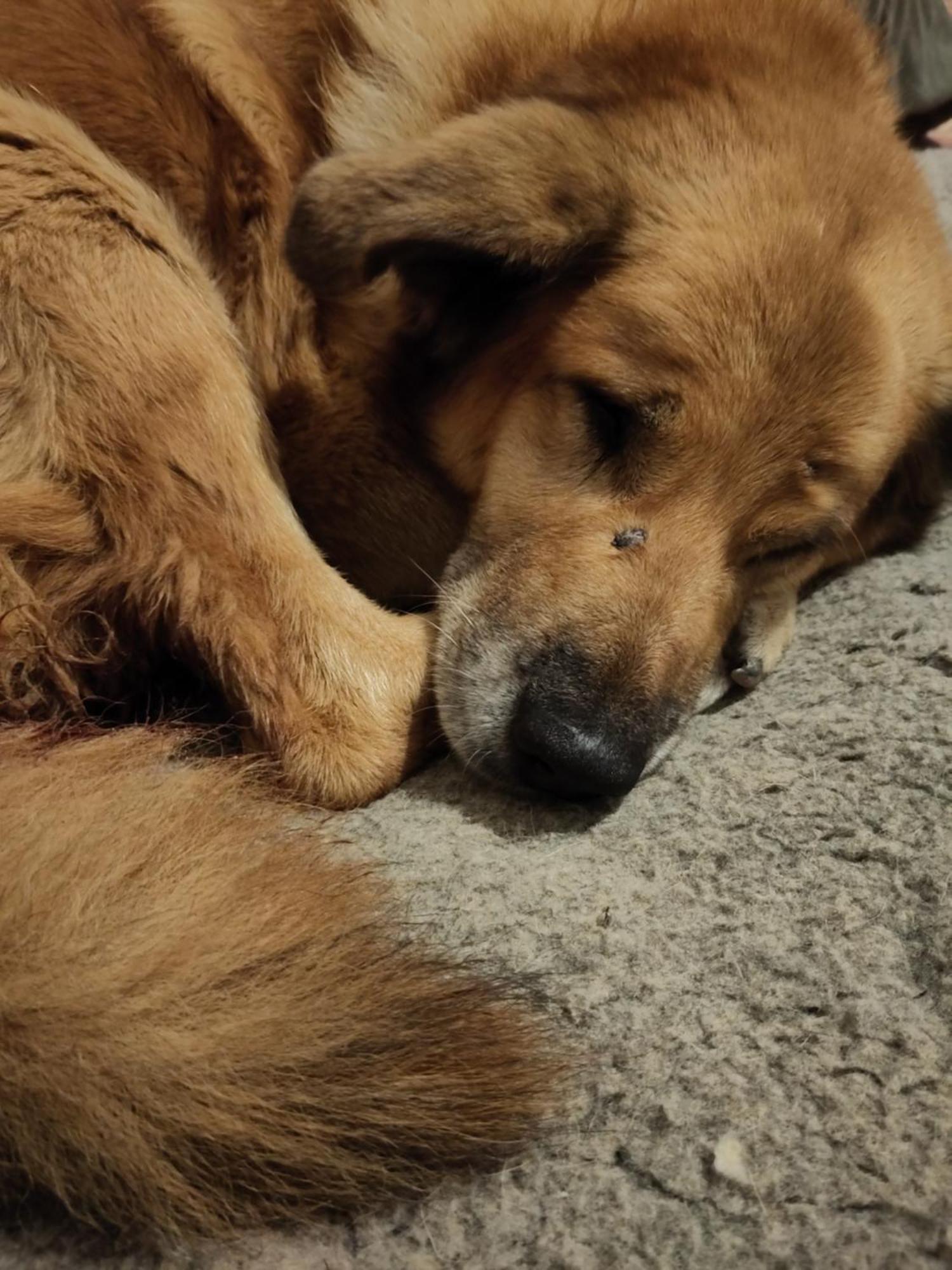 São Teotónio Cosy Nest In Animal Rescue Monte Dos Vagabundos酒店 外观 照片