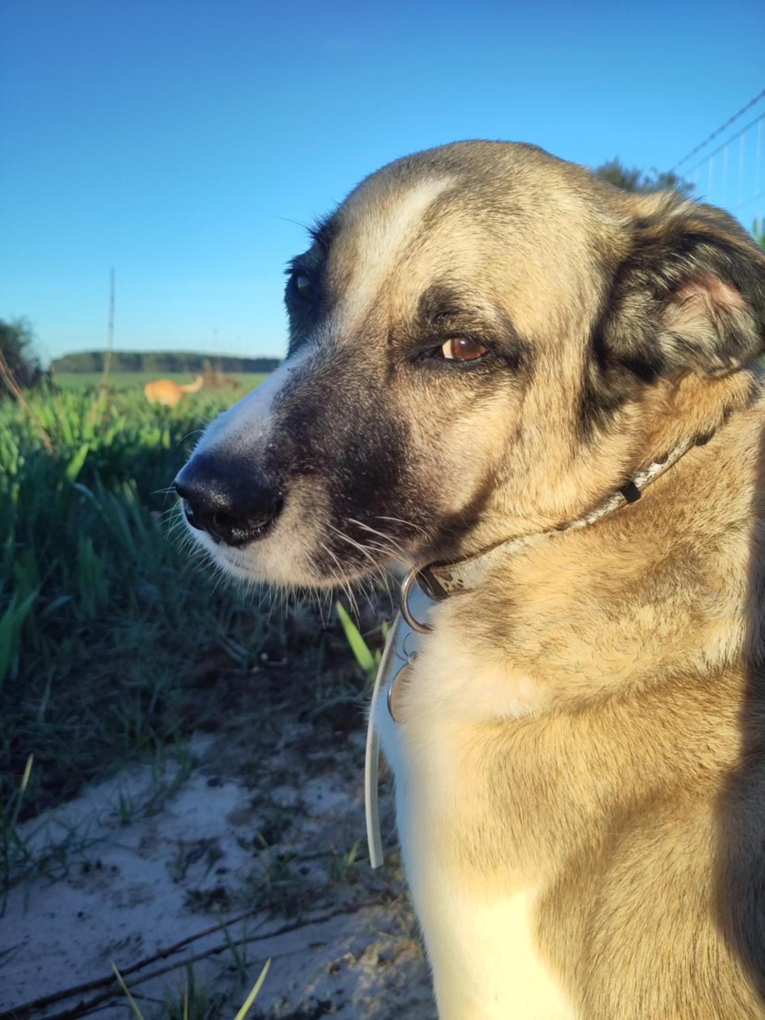 São Teotónio Cosy Nest In Animal Rescue Monte Dos Vagabundos酒店 外观 照片
