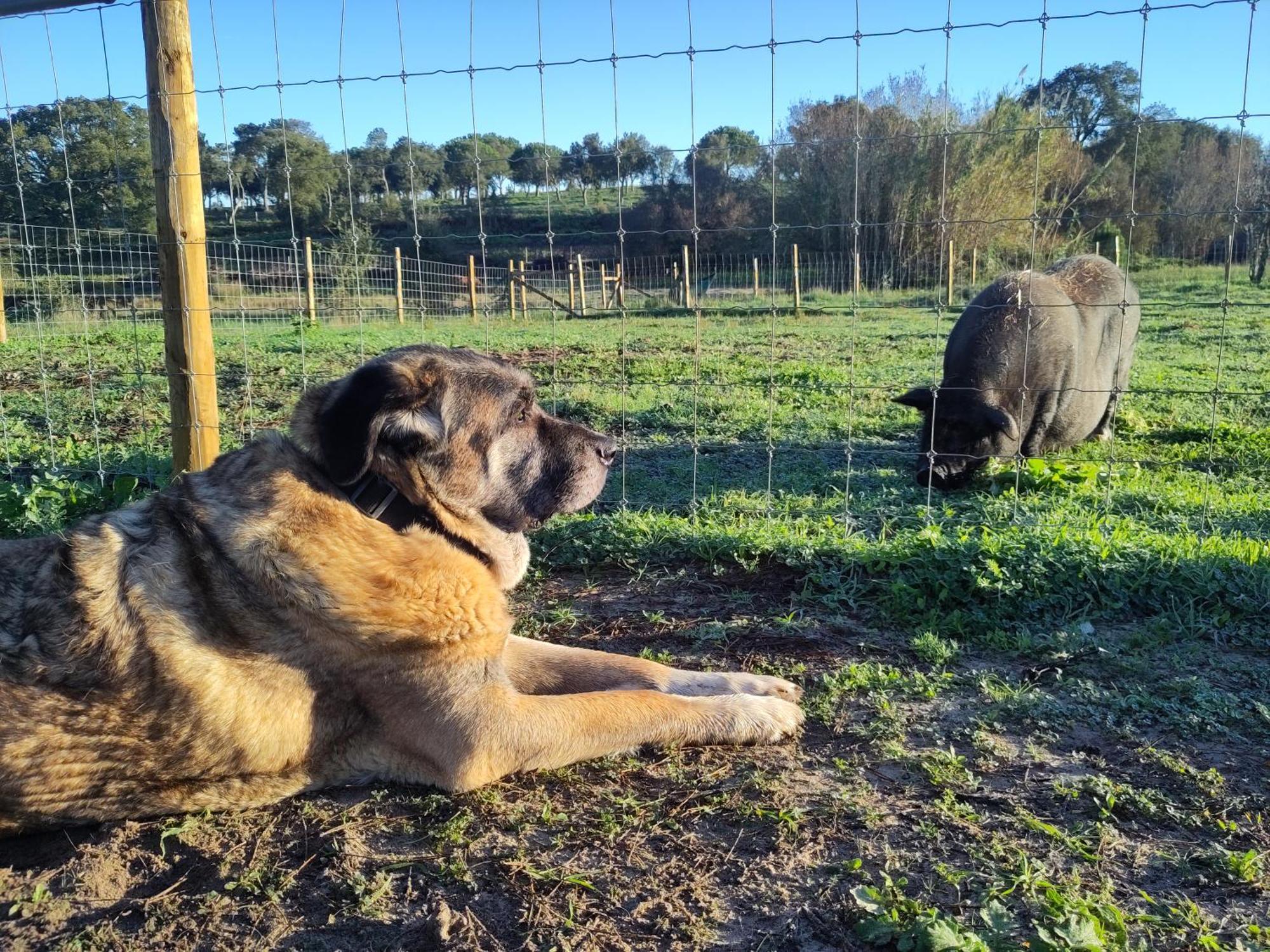 São Teotónio Cosy Nest In Animal Rescue Monte Dos Vagabundos酒店 外观 照片